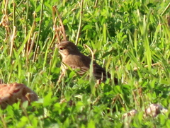 Anthus leucophrys leucophrys