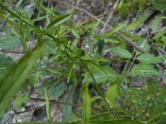 Stachys recta subcrenata