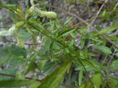 Stachys recta subcrenata