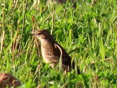 Anthus leucophrys leucophrys