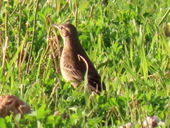 Anthus leucophrys leucophrys