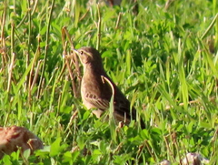 Anthus leucophrys leucophrys