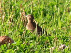 Anthus leucophrys leucophrys
