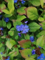 Ceratostigma