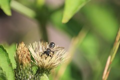Megachile ligniseca