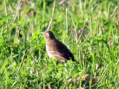 Anthus leucophrys leucophrys