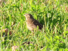 Anthus leucophrys leucophrys