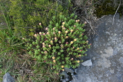 Helichrysum mariepscopicum