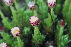 Helichrysum mariepscopicum