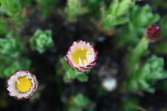 Helichrysum mariepscopicum