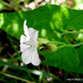Wild Bindweed - Photo no rights reserved, uploaded by Peter Warren