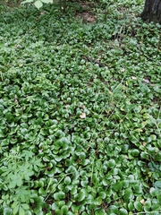 Pyrola rotundifolia