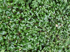 Pyrola rotundifolia