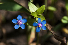 Lysimachia arvensis caerulea