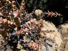 Crassula perforata perforata