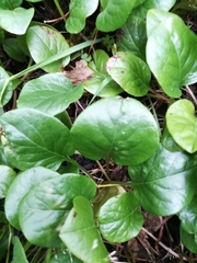 Pyrola rotundifolia