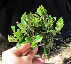 Diospyros scabrida cordata