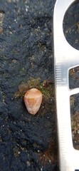Cassidula