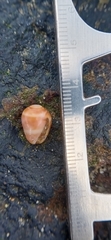 Cassidula