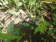 Lysimachia arvensis caerulea