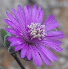 Drosanthemum glabrescens