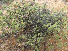 Drosanthemum glabrescens