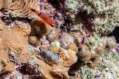 Apogon townsendi