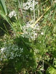 Bifora radians