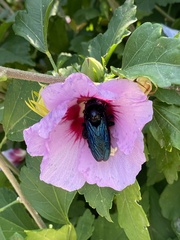 Xylocopa valga