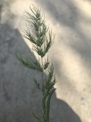 Poa bulbosa vivipara