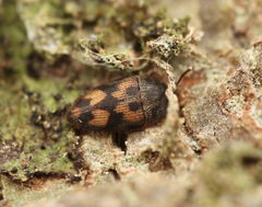 Litargus