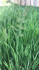 Poa bulbosa vivipara