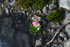 Craterostigma wilmsii