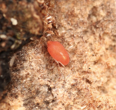 Smarididae