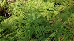Pteridium pinetorum