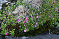 Craterostigma wilmsii