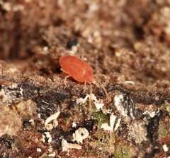 Smarididae