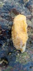 Scutus unguis