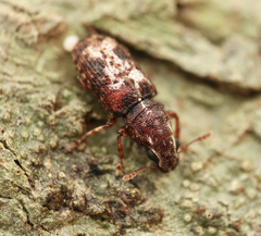 Dendropemon