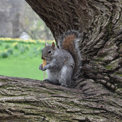 Sciurus carolinensis