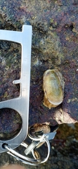 Scutus unguis