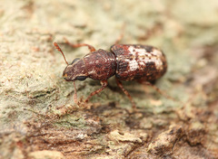 Dendropemon