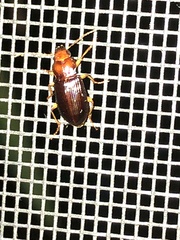 Trichotichnus vulpeculus