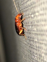 Trichotichnus vulpeculus