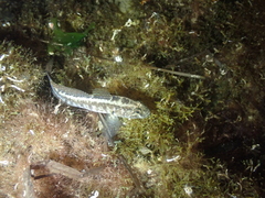 Gobius ophiocephalus