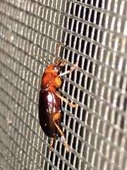 Trichotichnus vulpeculus