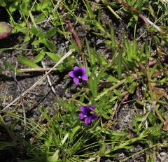 Monopsis debilis debilis