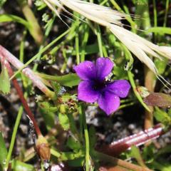 Monopsis debilis debilis
