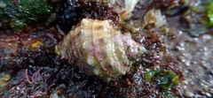 Rapaninae