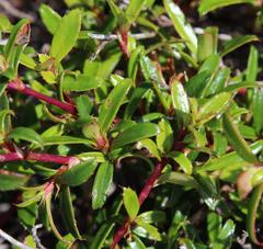 Cliffortia ferruginea